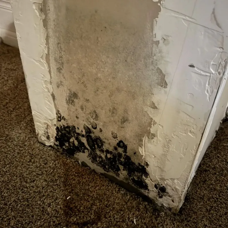 Professional Mold Removal in Ann Arbor, MI
